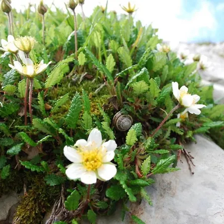Castel Club Parc * Leysin